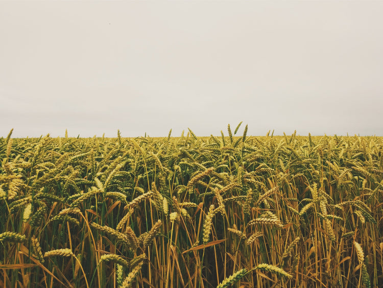 Blog of What Happened to Our Food and What We Can do About It? which have image field of wheat