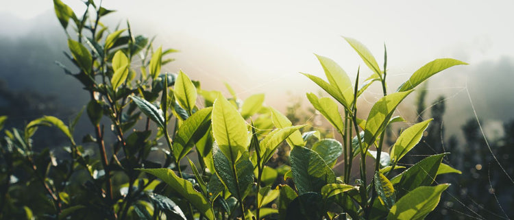 Blog of Supplements for Detox: How to Eliminate Toxins Without Depleting Nutrients which have image plants in the sun