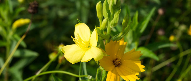 Blog of Evening Primrose Oil Benefits for Hormone Balance & Cellular Health which have image evening primrose flower