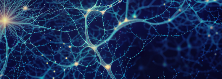 Blog of Brain Composition 101: What Fats Make Up the Brain and What to Eat for Brain Health which have image Brain Composition 101: What Fats Make Up the Brain and What to Eat for Brain Health
