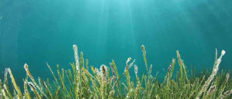 Blog of How to Recognize Iodine Deficiency & What You Can Do About It which have image Seaweed
