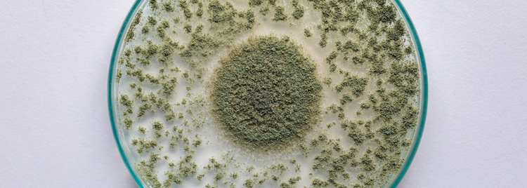 Blog of How Mold and Mycotoxins Damage Your Cells (and What to Do About It) which have image How Mold and Mycotoxins Damage Your Cells (and What to Do About It)
