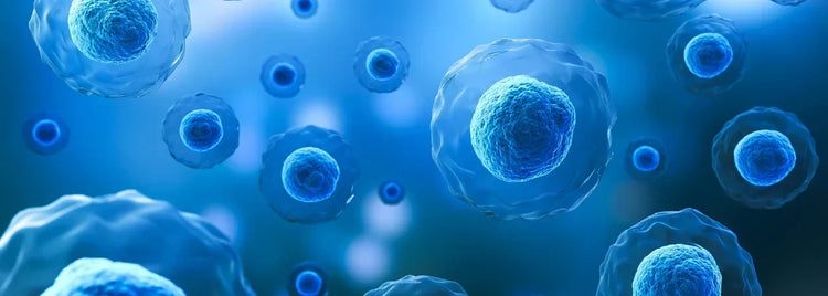 Blog of What Is Terrain Theory? A Smarter Way to Think About Detoxification and Whole Body Resilience which have image What Is Terrain Theory? A Smarter Way to Think About Detoxification and Whole Body Resilience