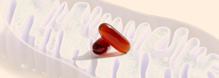 Blog of Why PC is at the Core of Mitochondrial Health — Fix the Membrane, Energy Follows which have image Why PC is at the Core of Mitochondrial Health — Fix the Membrane, Energy Follows
